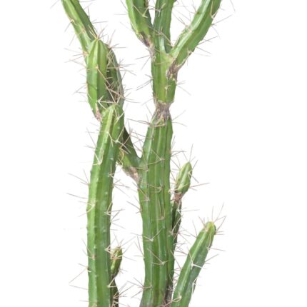 Künstlicher Finger-Kaktus: Pflegeleichte Deko für Ihr Zuhause