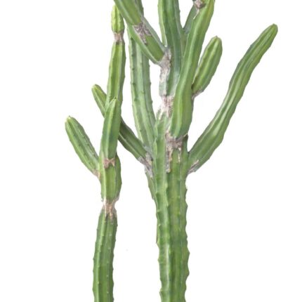 Künstlicher Finger-Kaktus: Pflegeleichte Deko für Ihr Zuhause