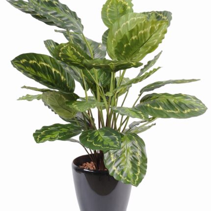 Künstliche Calathea: Pflegeleichte Deko-Pflanze 70cm
