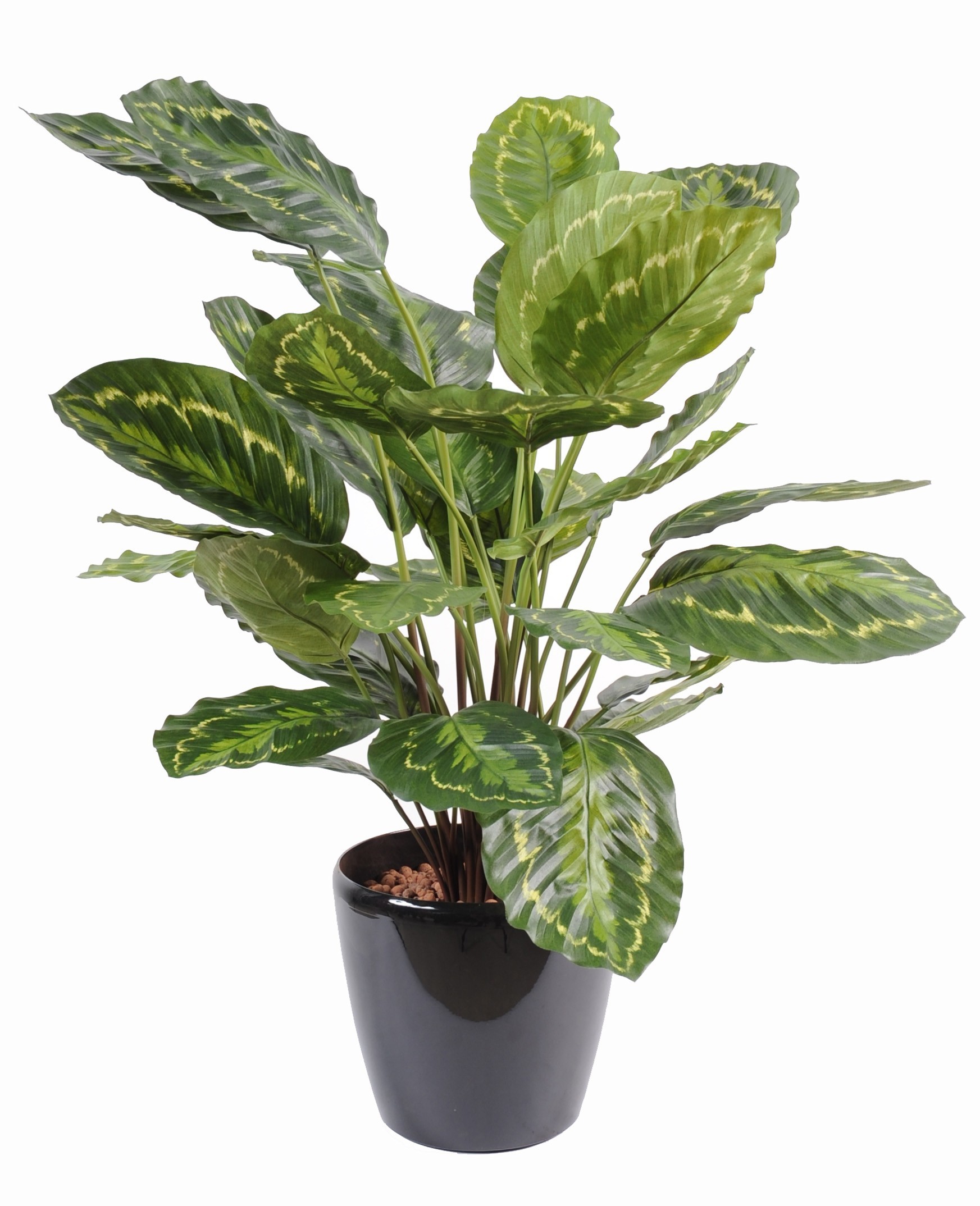 Künstliche Calathea: Pflegeleichte Deko-Pflanze 70cm 1 Künstliche Calathea: Pflegeleichte Deko-Pflanze 70cm
