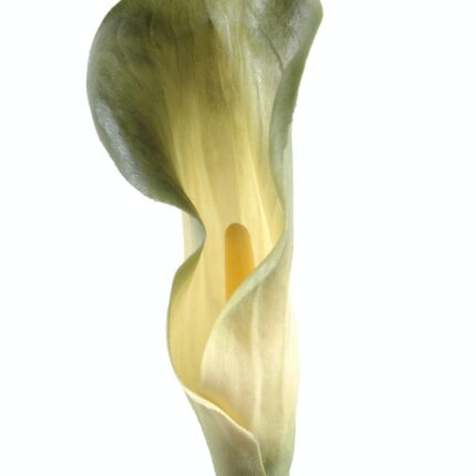 Künstliche Calla-Lilie, grün, ca. 90cm hoch