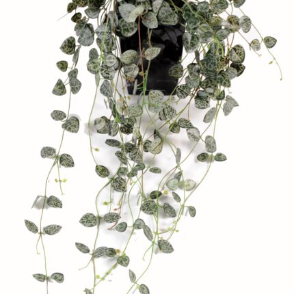 Künstliche Ceropegia, ca. 60cm