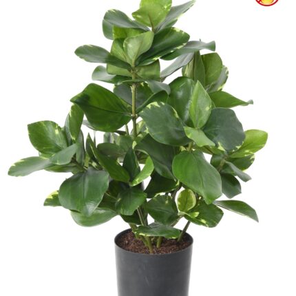 Künstliche Clusia, 45cm, Schwer entflammbar B1/RF2