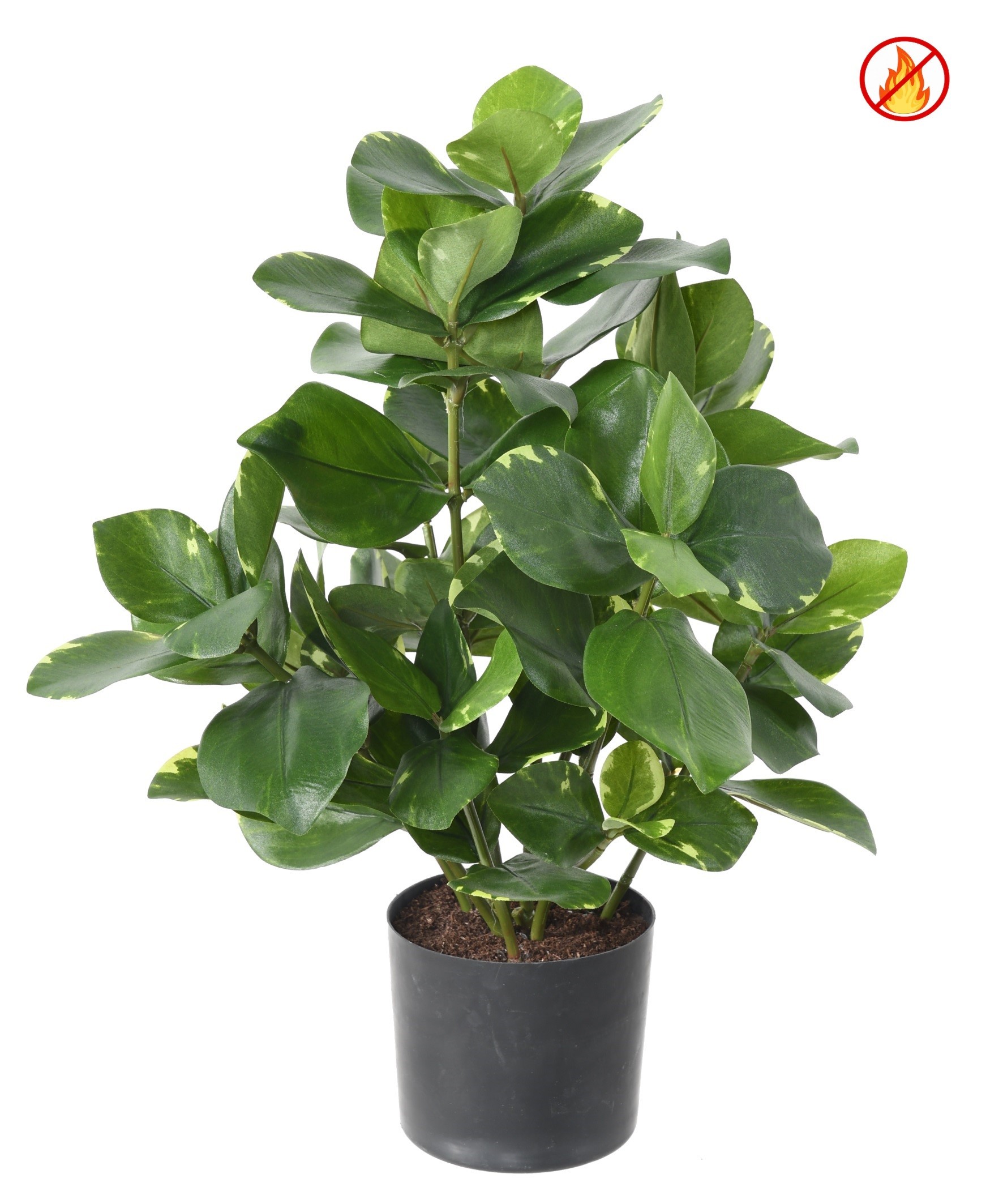 Künstliche Clusia, 45cm, Schwer entflammbar B1/RF2 1 Künstliche Clusia, 45cm, Schwer entflammbar B1/RF2