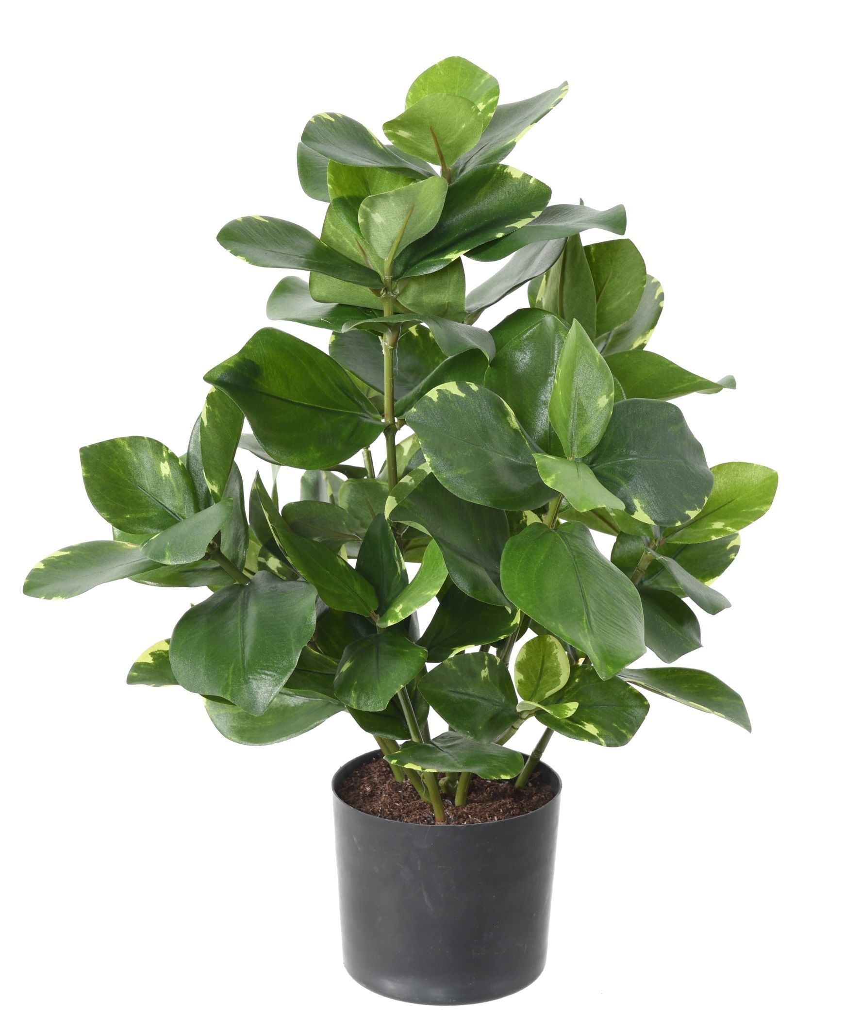 Künstliche Clusia: Pflegeleichte Deko für Ihr Zuhause 1 Künstliche Clusia: Pflegeleichte Deko für Ihr Zuhause