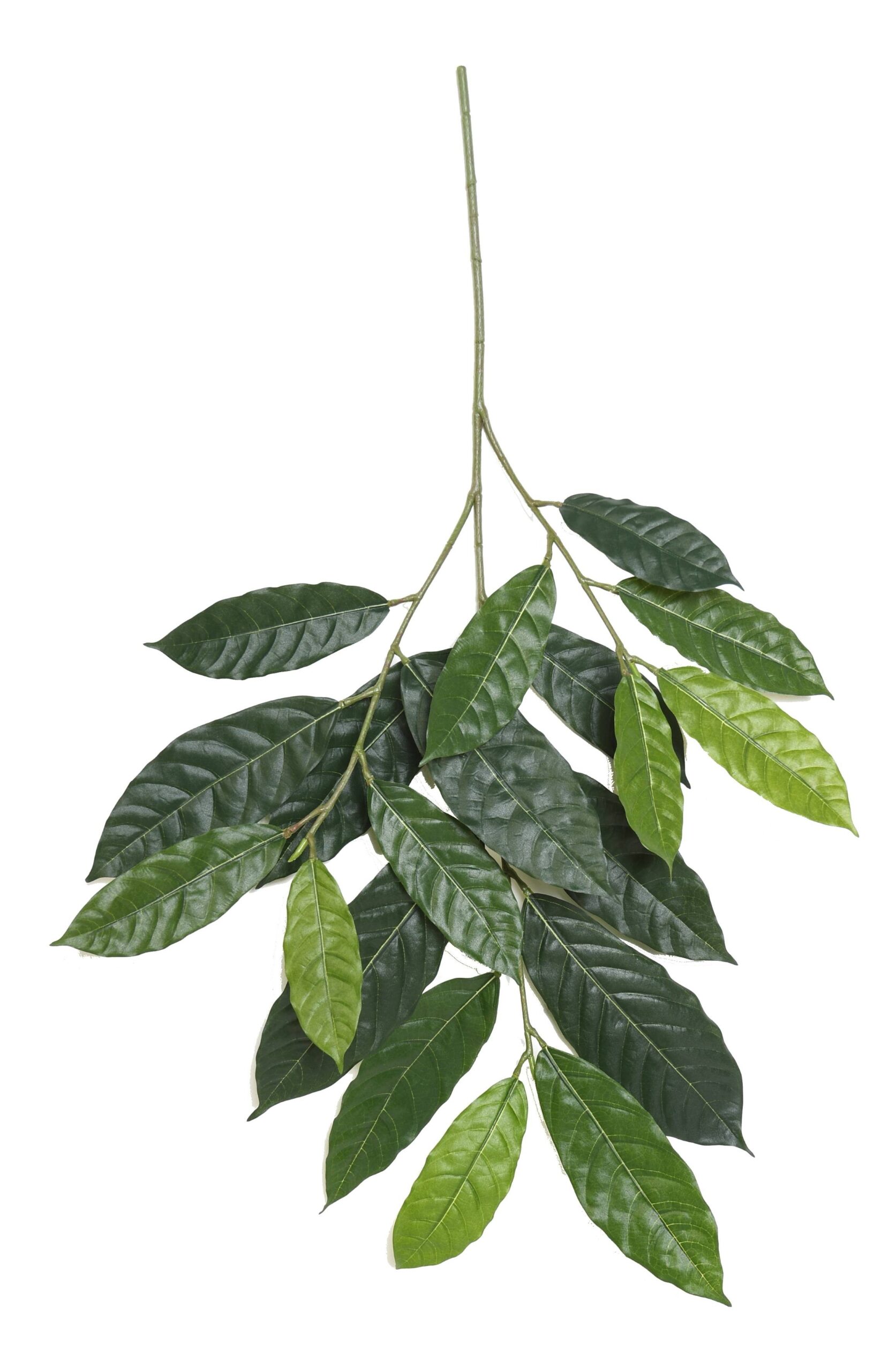 Künstlicher Cacao Blattzweig, ca 85cm, grün 1 Künstlicher Cacao Blattzweig, ca 85cm, grün