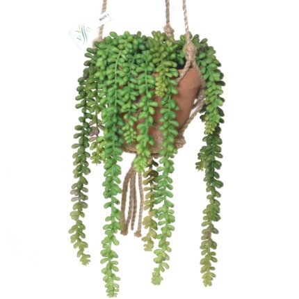 Künstliche Crassula: Pflegeleichter Geldbaum für Ihr Zuhause