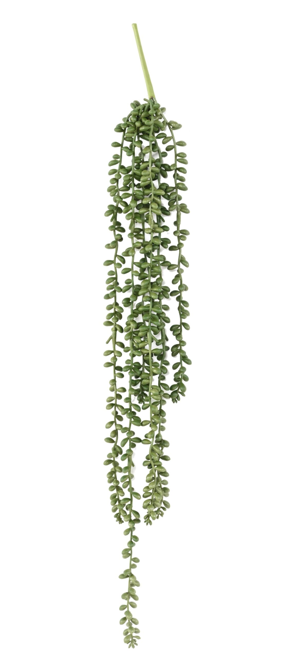 Künstliche Kleinia Gassula, ca. 60cm 1 Künstliche Kleinia Gassula, ca. 60cm