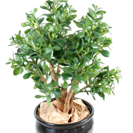 Künstliche Crassula: Pflegeleichter Geldbaum für Ihr Zuhause