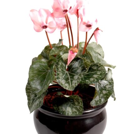 Künstliches Alpenveilchen, ca 32cm, rosa