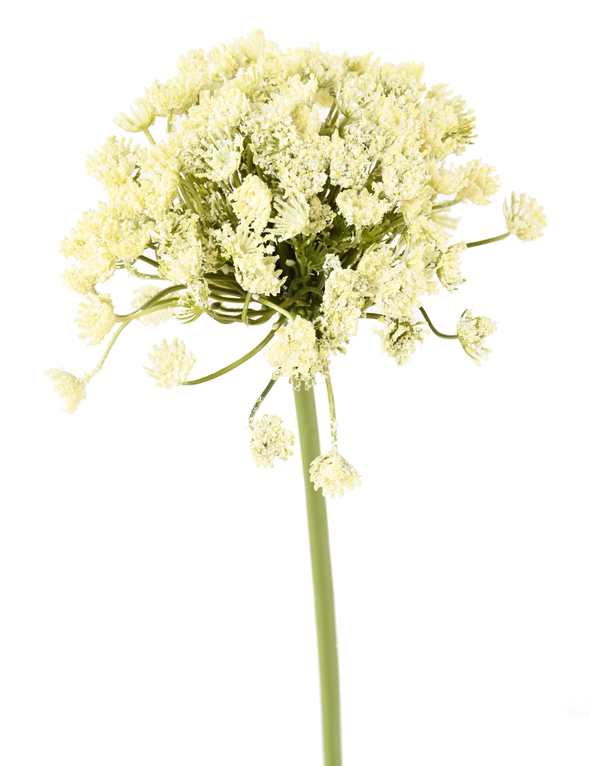 Künstliche Daucus Carota, weiß, ca. 54cm hoch 1 Künstliche Daucus Carota, weiß, ca. 54cm hoch