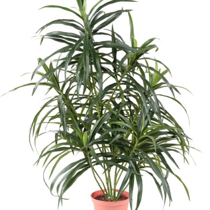 Künstliche Dracaena Anita, 75cm hoch, grün