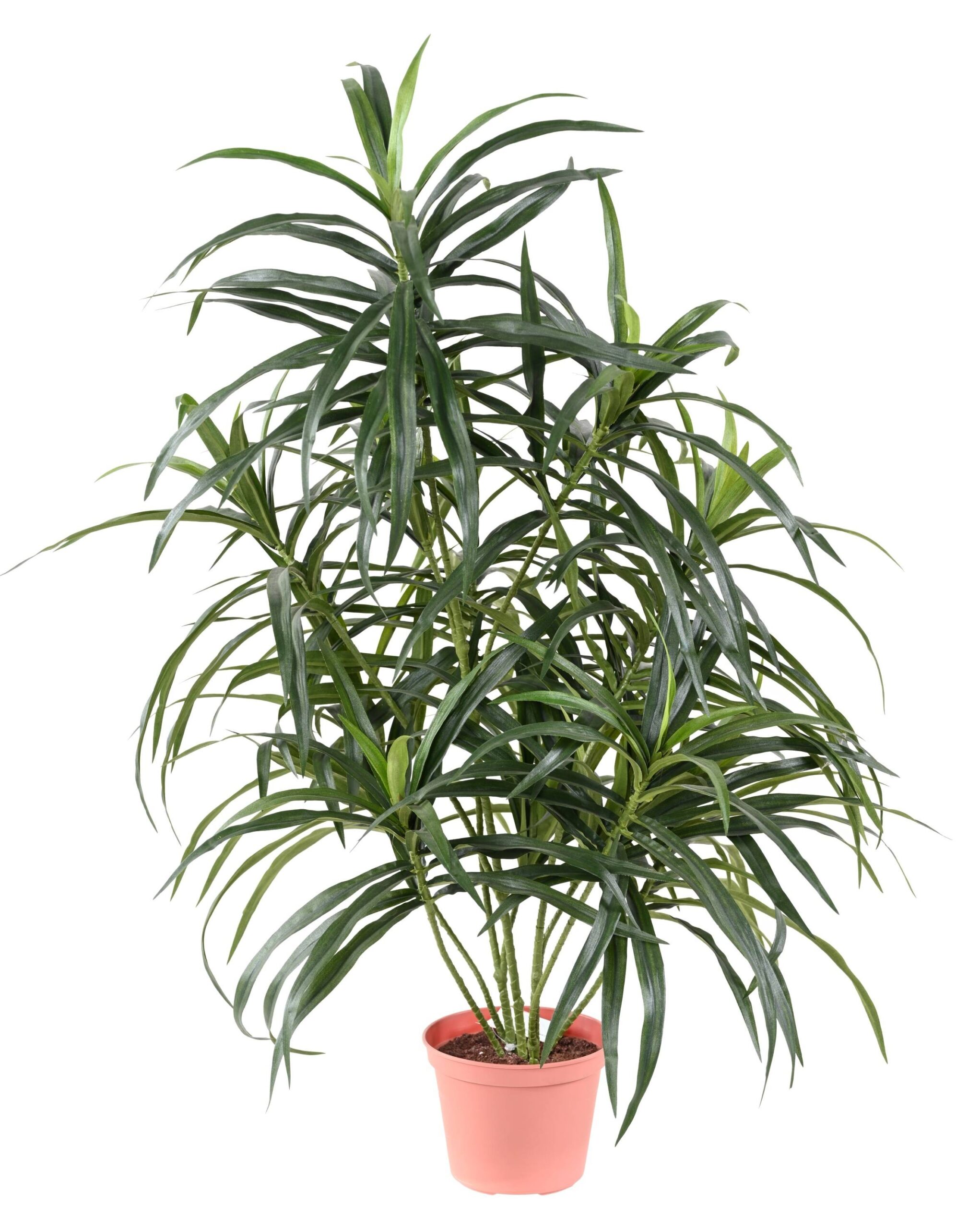 Künstliche Dracaena Anita, 75cm hoch, grün 1 Künstliche Dracaena Anita, 75cm hoch, grün