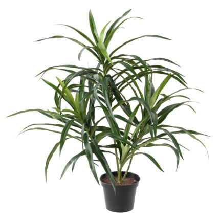 Dracaena Anita: Pflegeleichte Eleganz für Ihr Zuhause