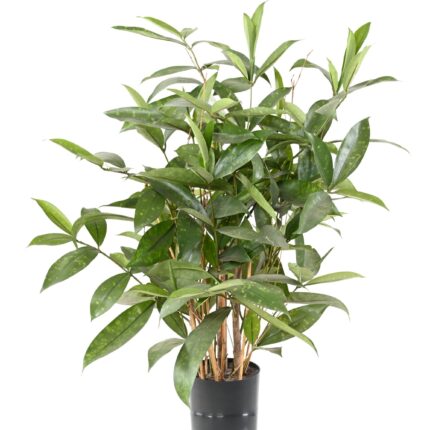 Künstliche Dracaena Surculosa, 60cm hoch, grün