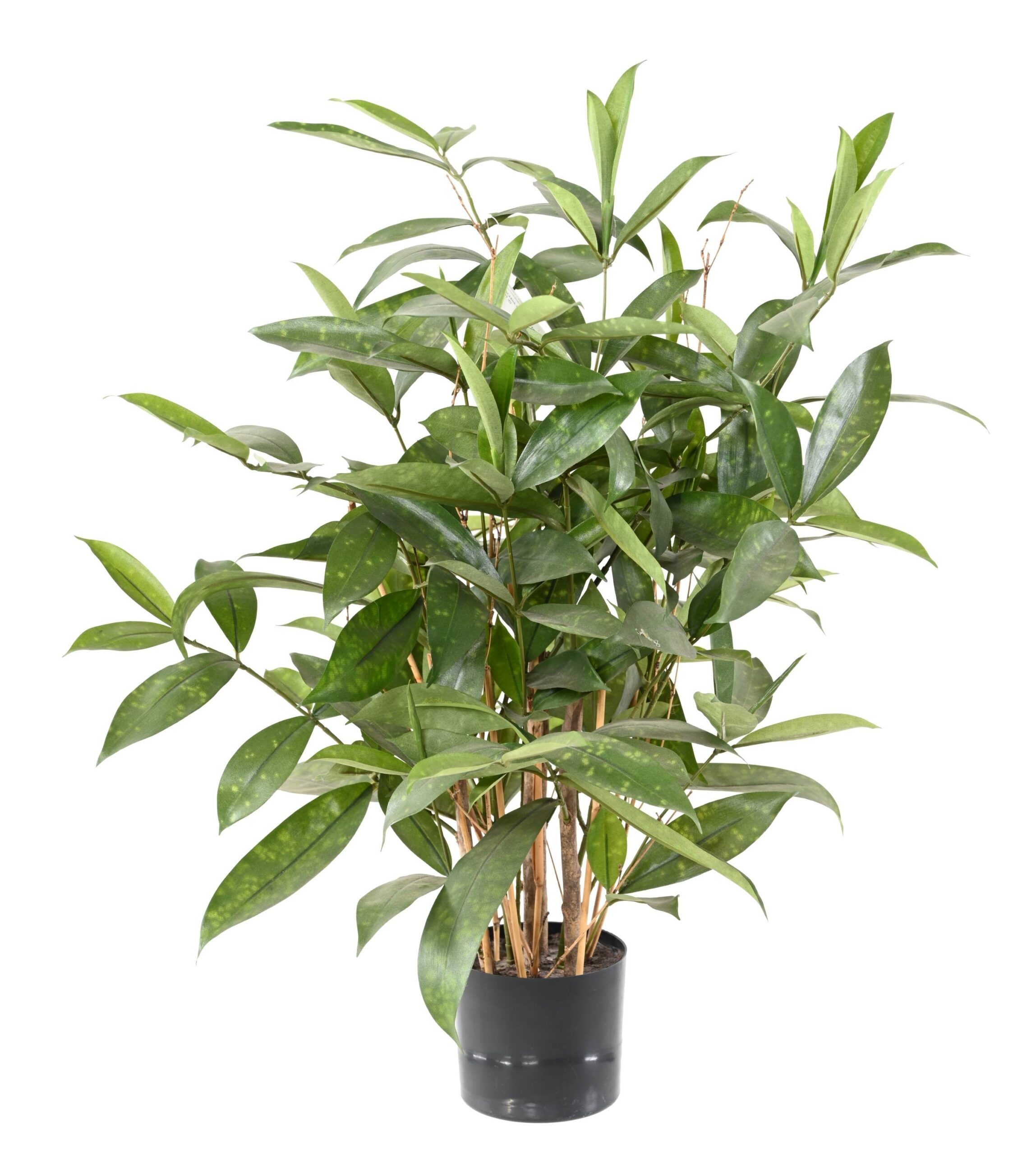 Künstliche Dracaena Surculosa, 60cm hoch, grün 1 Künstliche Dracaena Surculosa, 60cm hoch, grün