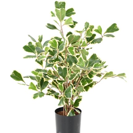 Künstlicher Ficus Triangularis, 50cm hoch, grün