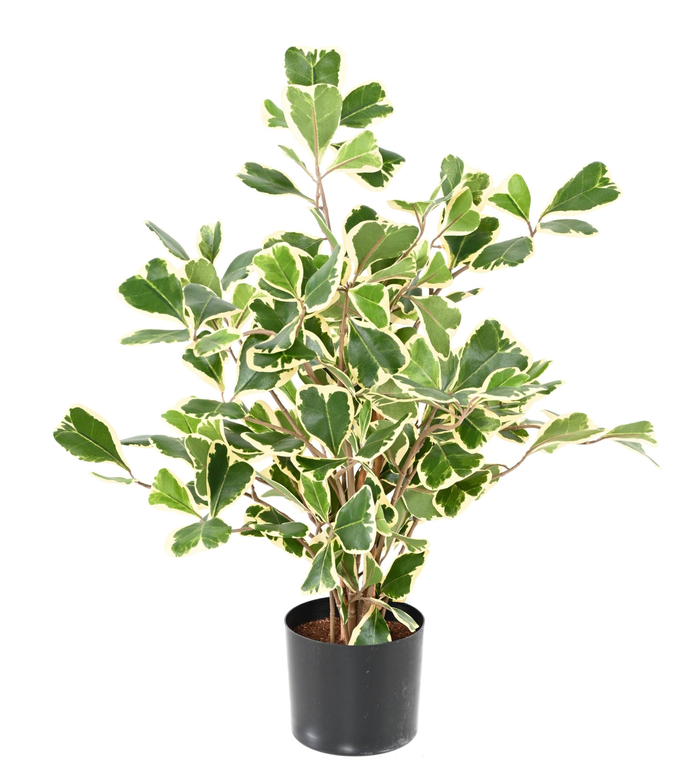 Künstlicher Ficus Triangularis, 50cm hoch, grün 1 Künstlicher Ficus Triangularis, 50cm hoch, grün