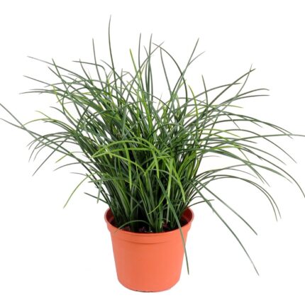 Künstliches feines Gras, 35cm hoch, pflegeleicht