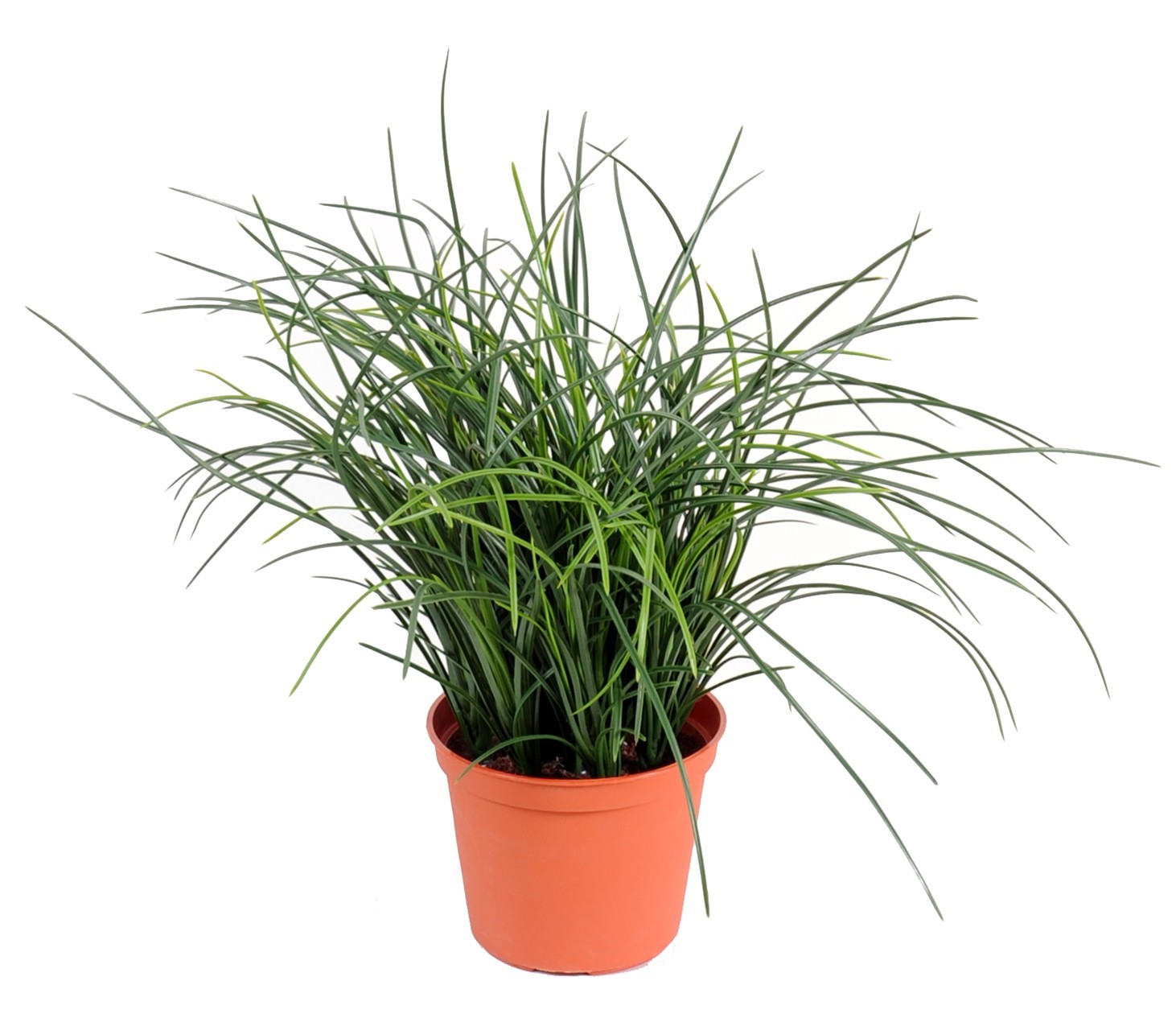 Künstliches feines Gras, 35cm hoch, pflegeleicht 1 Künstliches feines Gras, 35cm hoch, pflegeleicht