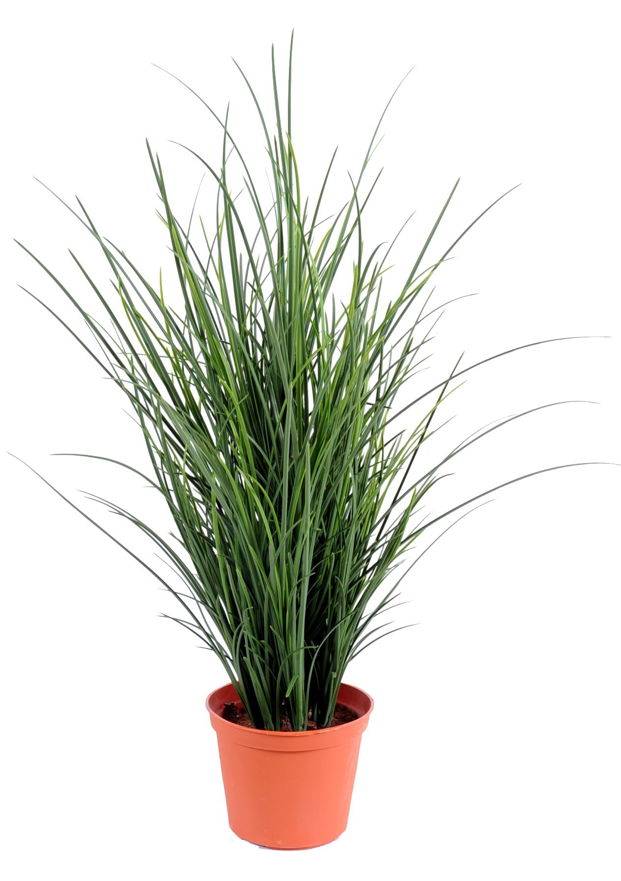 Künstlicher Grass Fine Pot, 60cm hoch, grün 1 Künstlicher Grass Fine Pot, 60cm hoch, grün