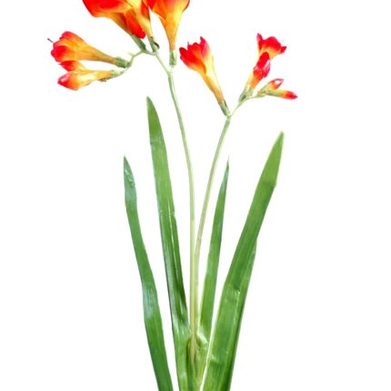 Künstliche Freesie, orange-rot, ca. 60cm hoch
