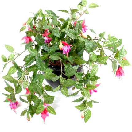 Künstliche Hängepflanze Fuchsia, ca. 25cm