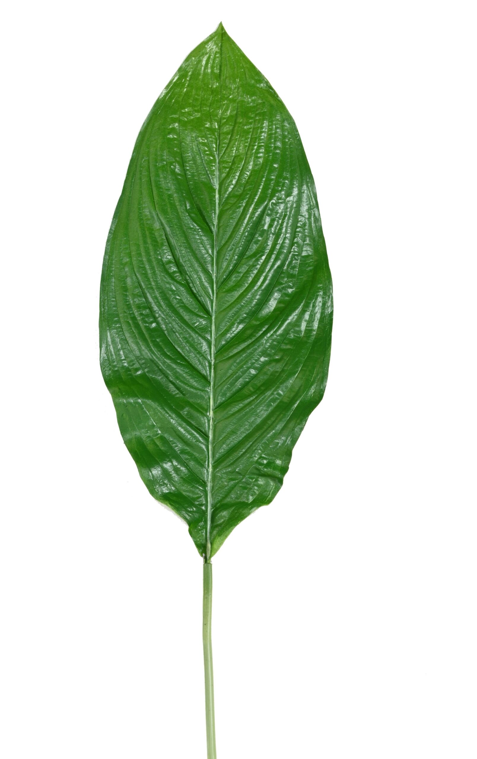 Künstlicher Riesenblattzweig, ca 105cm, grün 1 Künstlicher Riesenblattzweig, ca 105cm, grün