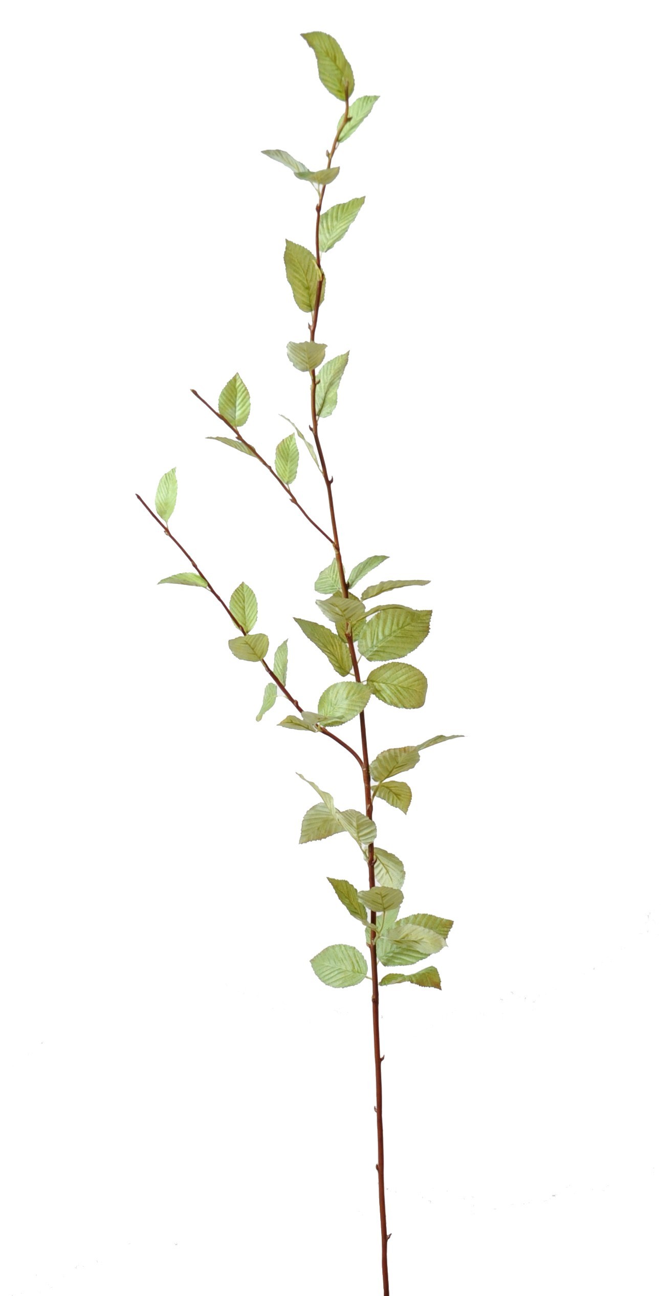 Künstlicher Hainbuchen-Zweig, ca 127cm, hellgrün 1 Künstlicher Hainbuchen-Zweig, ca 127cm, hellgrün