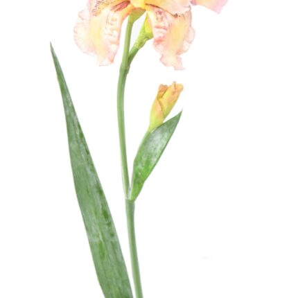 Künstliche Iris, Creme/Lila, ca. 70cm hoch