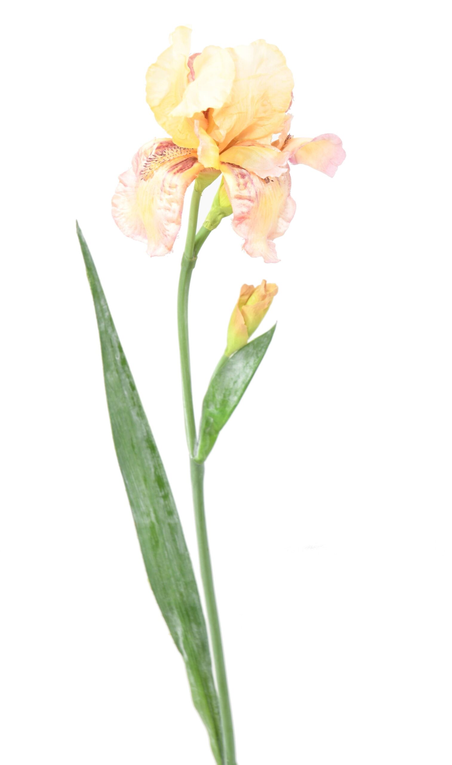 Künstliche Iris, Creme/Lila, ca. 70cm hoch 1 Künstliche Iris, Creme/Lila, ca. 70cm hoch