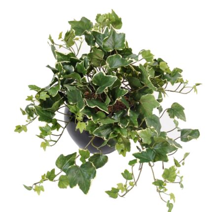 Künstliche Hängepflanze Ivy Gala, ca. 50cm