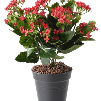 Künstliche Kalanchoe, 25cm, rot