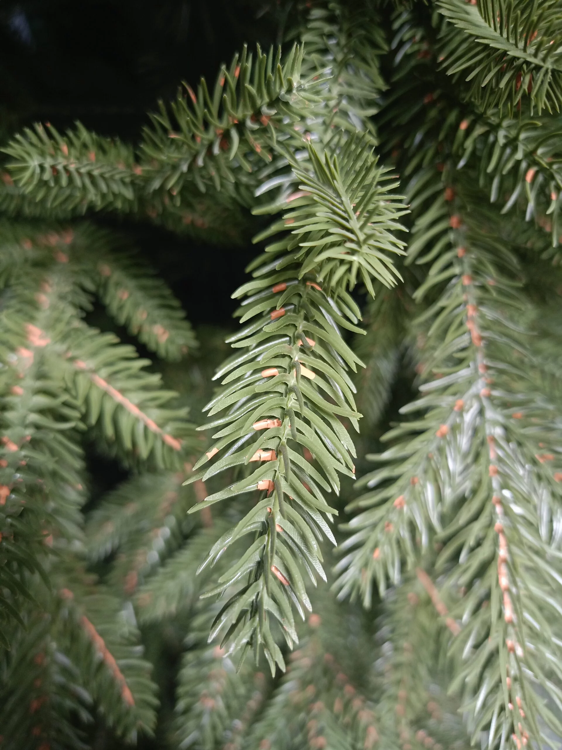 Künstliche Große Küstentanne PE/PVC, ca. 120cm 3 Künstliche Große Küstentanne PE/PVC, ca. 120cm – Bild 3