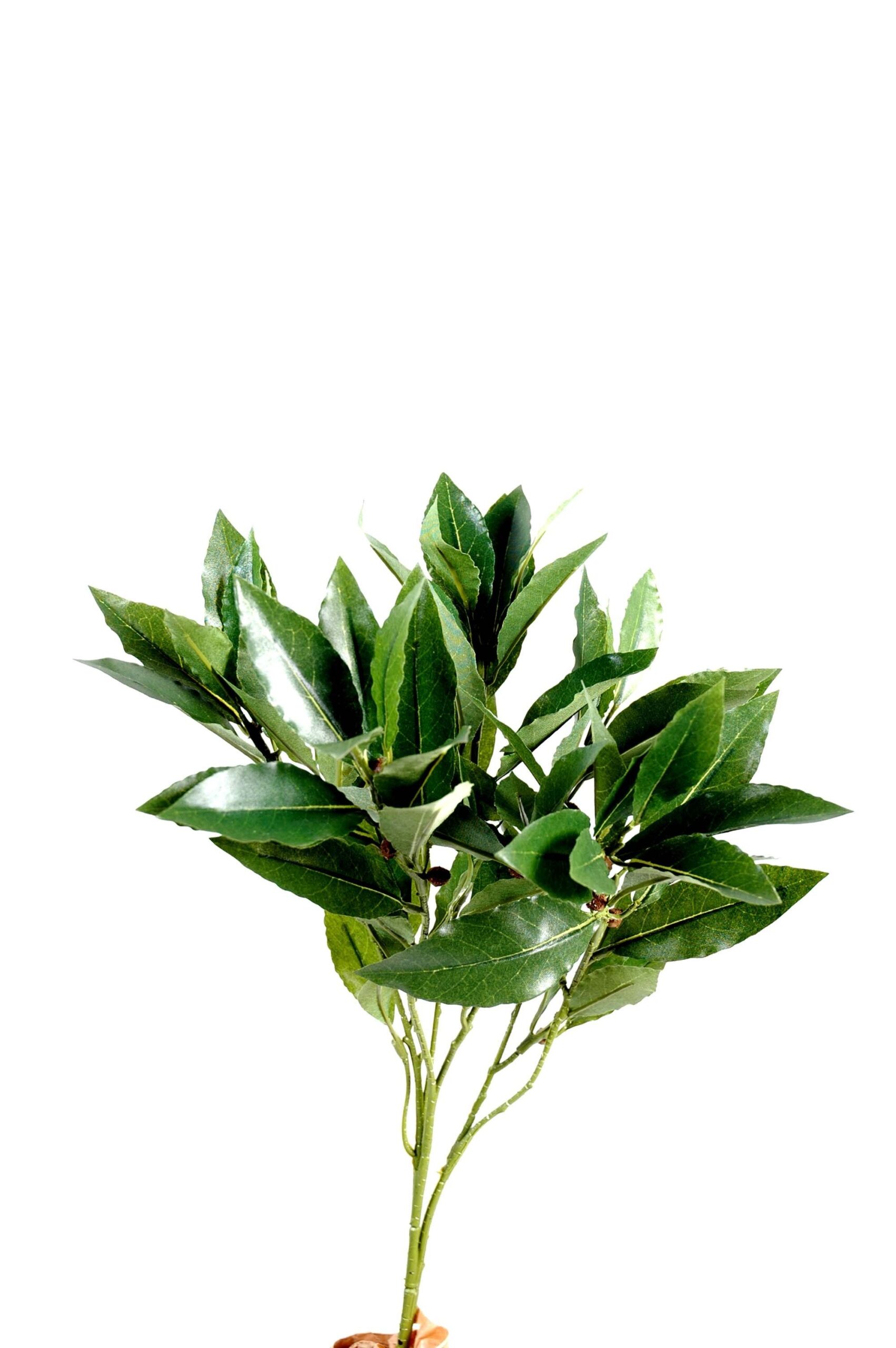 Künstlicher Lorbeerzweig, ca 50cm, grün 1 Künstlicher Lorbeerzweig, ca 50cm, grün