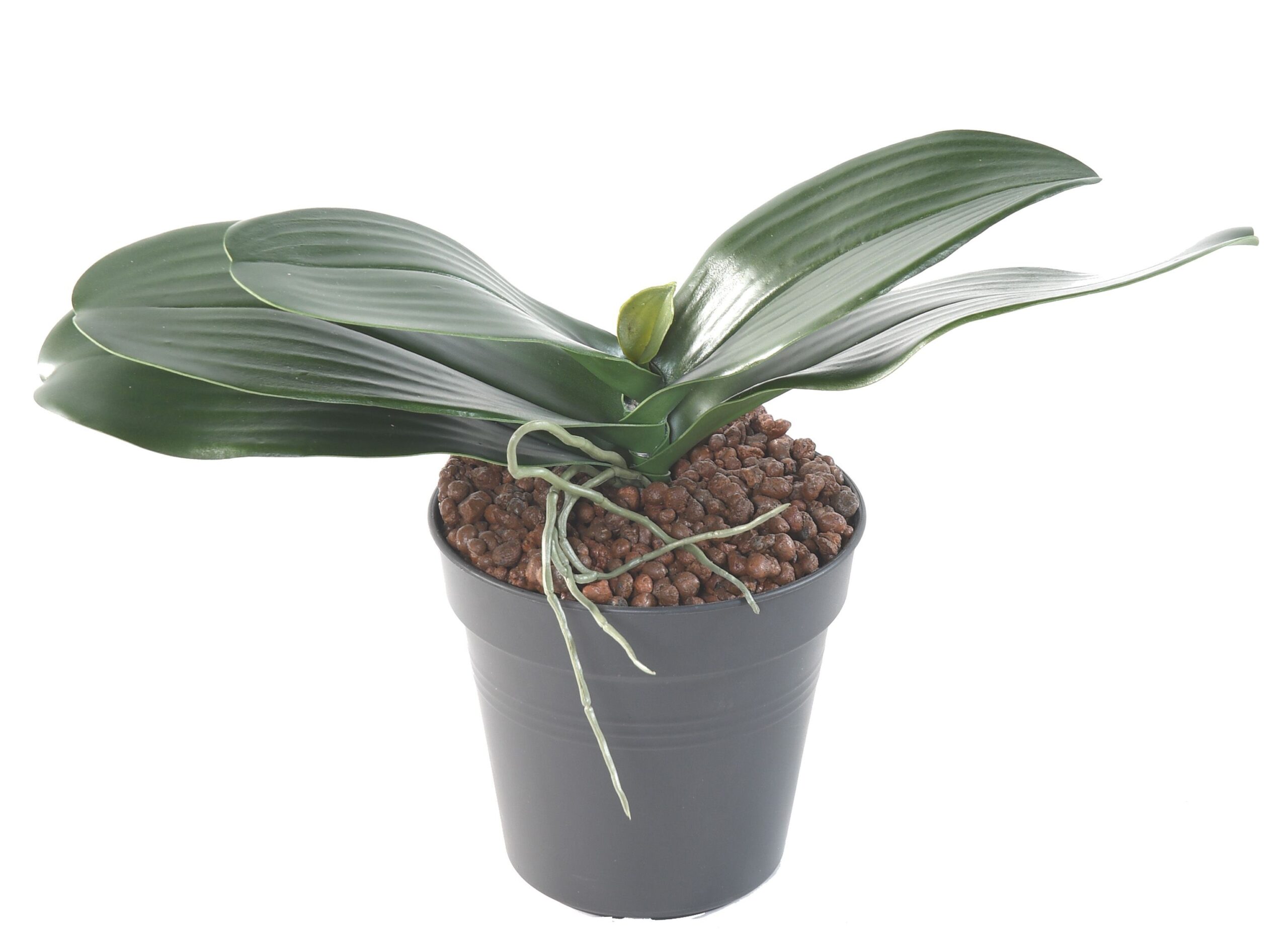 Künstlicher Phalaenopsis Blattzweig, ca 17cm, grün 1 Künstlicher Phalaenopsis Blattzweig, ca 17cm, grün