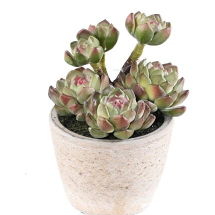 Künstliche Sukkulente, 18cm hoch, grün - Pflegeleicht!
