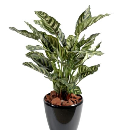 Künstliche Maranta Calathea Makoyan, 56cm hoch, grün