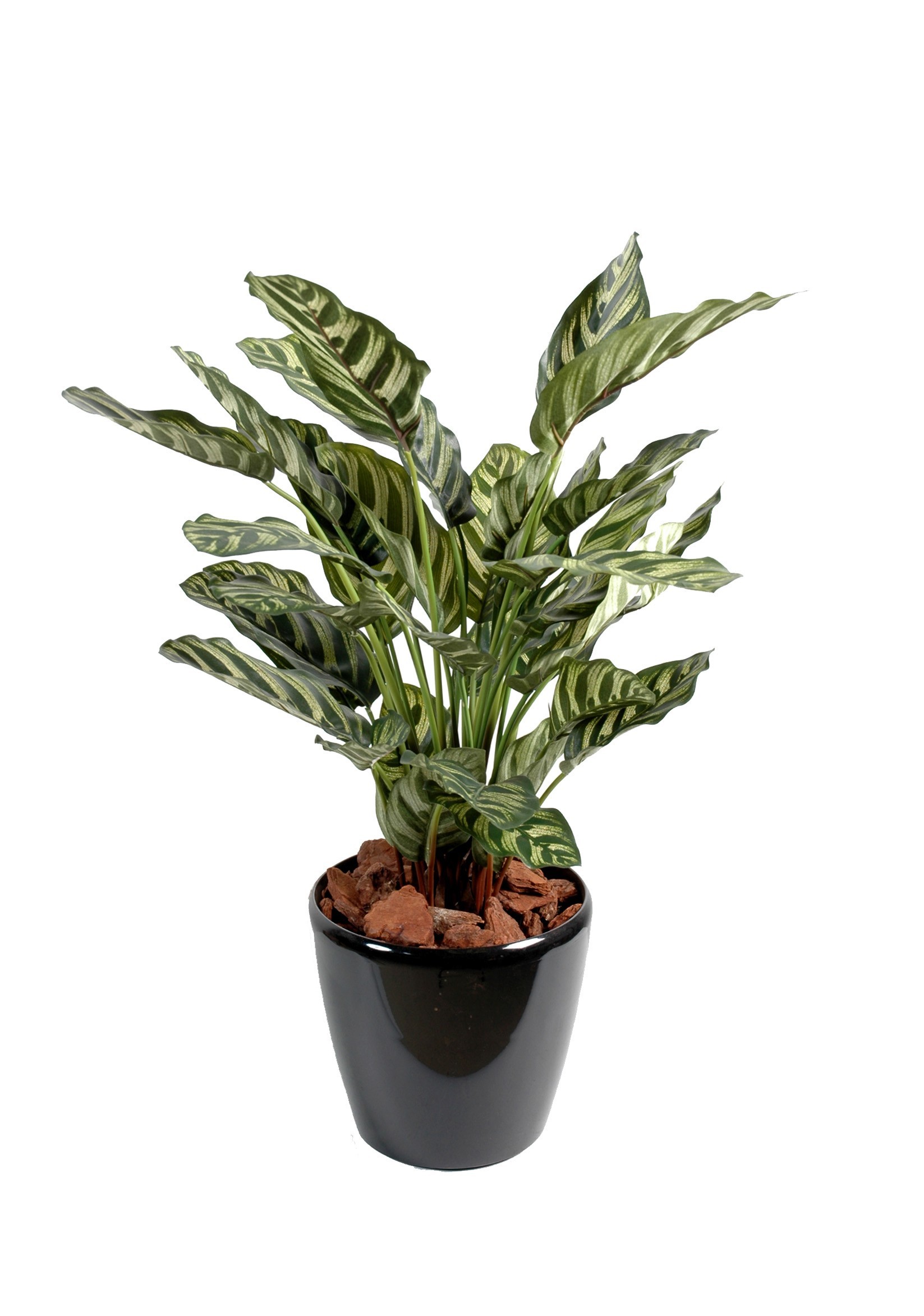 Künstliche Maranta Calathea Makoyan, 56cm hoch, grün 1 Künstliche Maranta Calathea Makoyan, 56cm hoch, grün