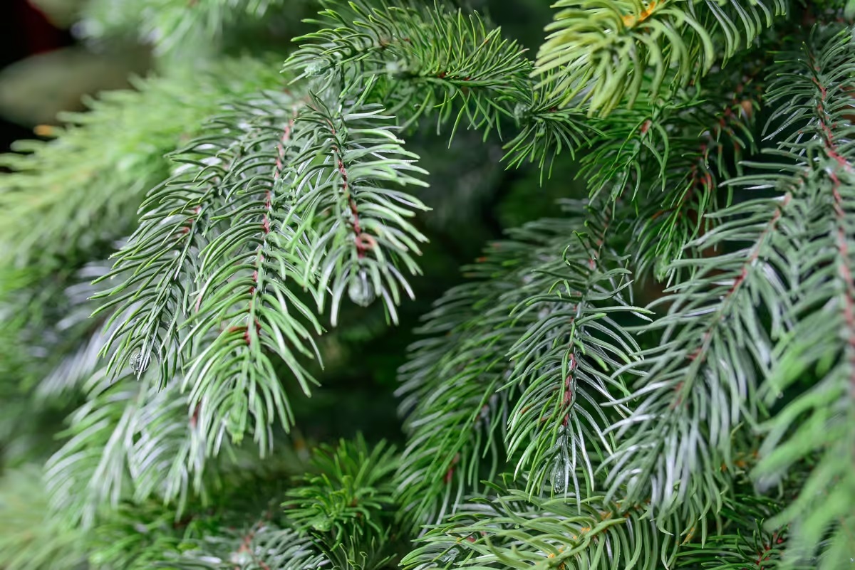 Nevada Premium-Kiefer PE/PVC, ca. 120cm 3 Nevada Premium-Kiefer PE/PVC, ca. 120cm – Bild 3