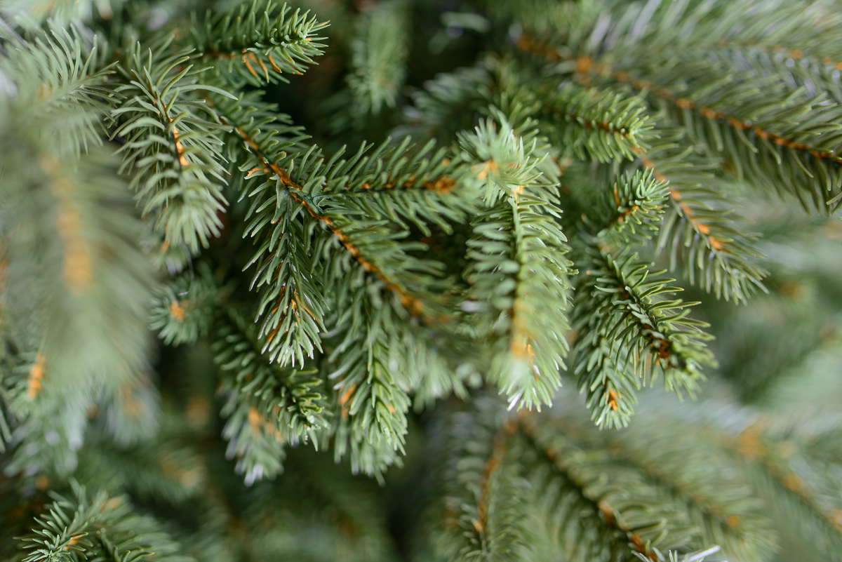 Spritzguss Nobilis Edeltanne, ca. 240cm 3 Spritzguss Nobilis Edeltanne, ca. 240cm – Bild 3