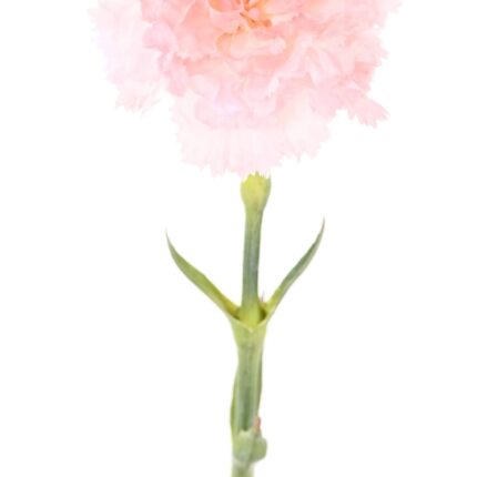 Künstliche Nelke, pink, ca. 55cm hoch - Pflegeleicht!