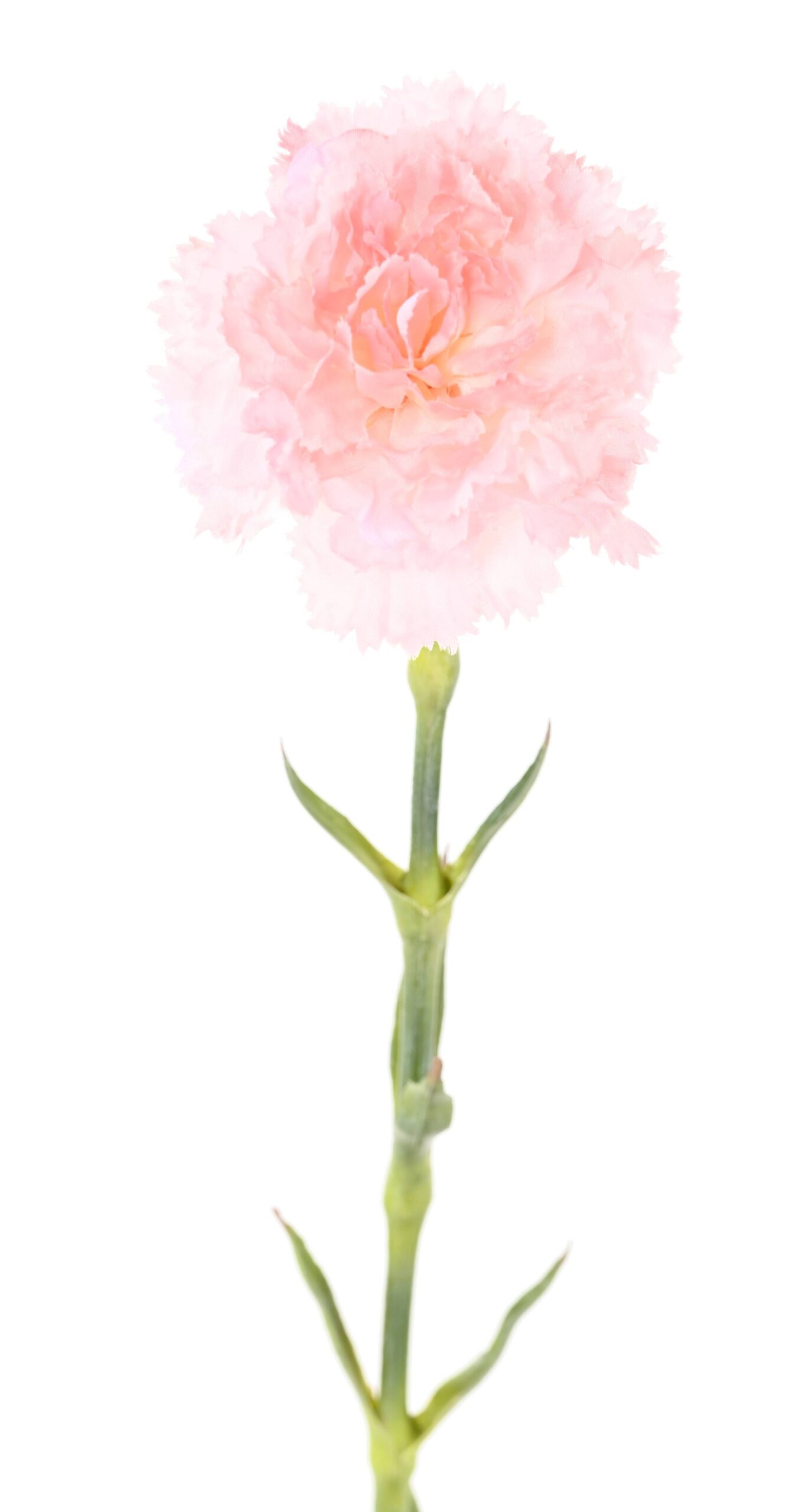 Künstliche Nelke, pink, ca. 55cm hoch - Pflegeleicht! 1 Künstliche Nelke, pink, ca. 55cm hoch - Pflegeleicht!