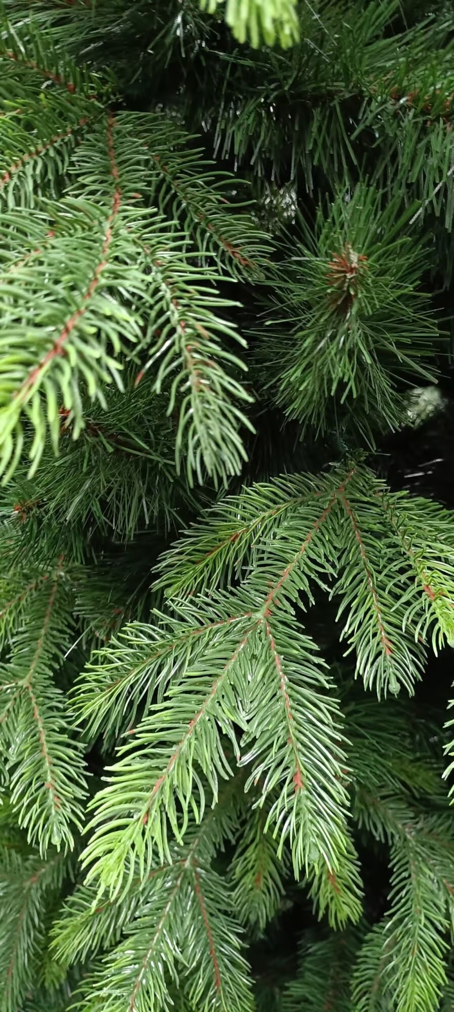 Künstliche Orientfichte PE/PVC, ca. 210cm 3 Künstliche Orientfichte PE/PVC, ca. 210cm – Bild 3