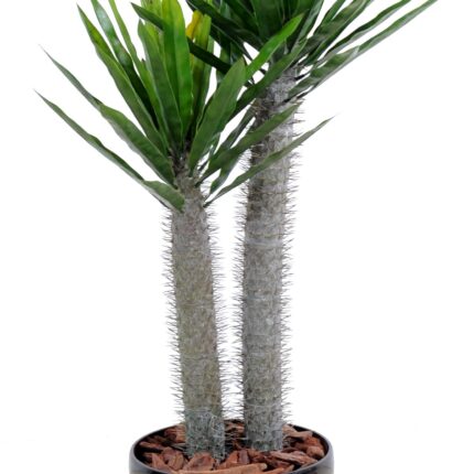 Künstlicher Pachypodium, 100cm hoch, pflegeleicht