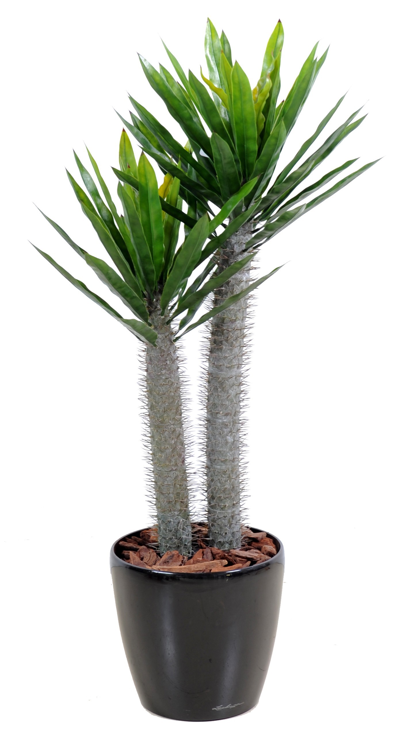 Künstlicher Pachypodium, 100cm hoch, pflegeleicht 1 Künstlicher Pachypodium, 100cm hoch, pflegeleicht