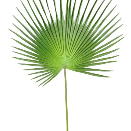 Künstlicher Fächer-Palmblatt Palmzweig, ca 150cm, grün
