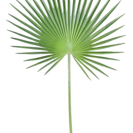 Künstlicher Fächer-Palmblatt Palmzweig, ca 120cm, grün