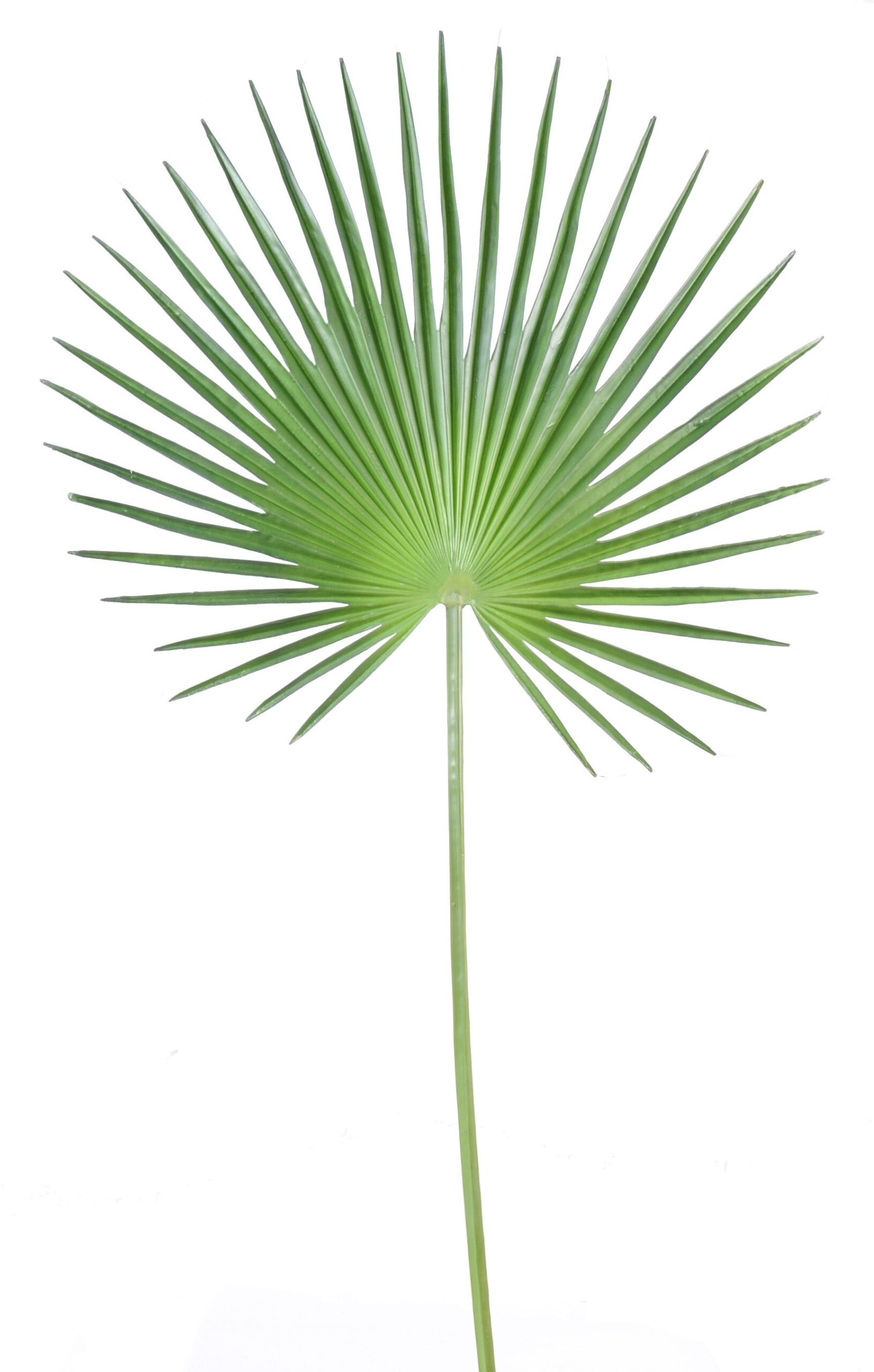 Künstlicher Fächer-Palmblatt Palmzweig, ca 120cm, grün 1 Künstlicher Fächer-Palmblatt Palmzweig, ca 120cm, grün