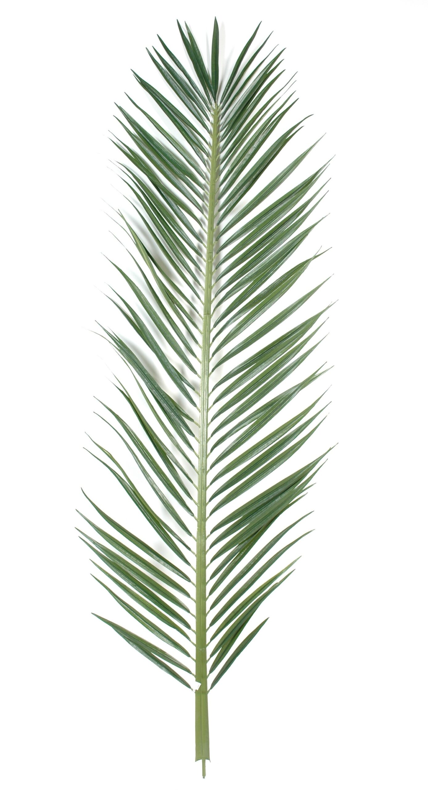 Künstlicher Mascarena Palmzweig, ca 220cm, grün 1 Künstlicher Mascarena Palmzweig, ca 220cm, grün